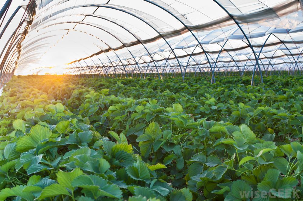 L’agrovoltaico efficiente